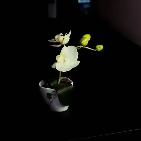 Elisir Bed & Breakfast