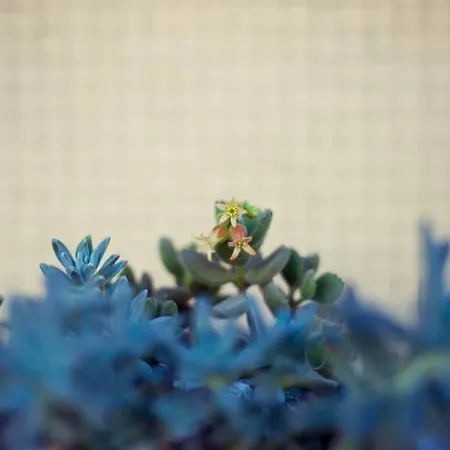 Bed & Breakfast Elisir 3*