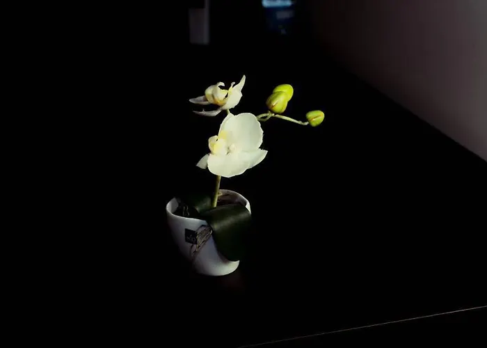 Elisir Bed & Breakfast