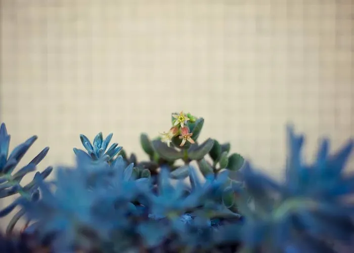 Bed & Breakfast Elisir 3*